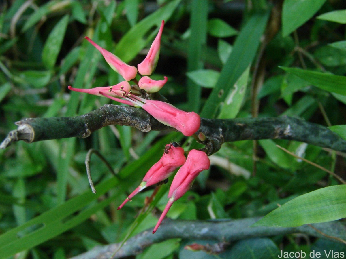 Euphorbia tithymaloides subsp. tithymaloides